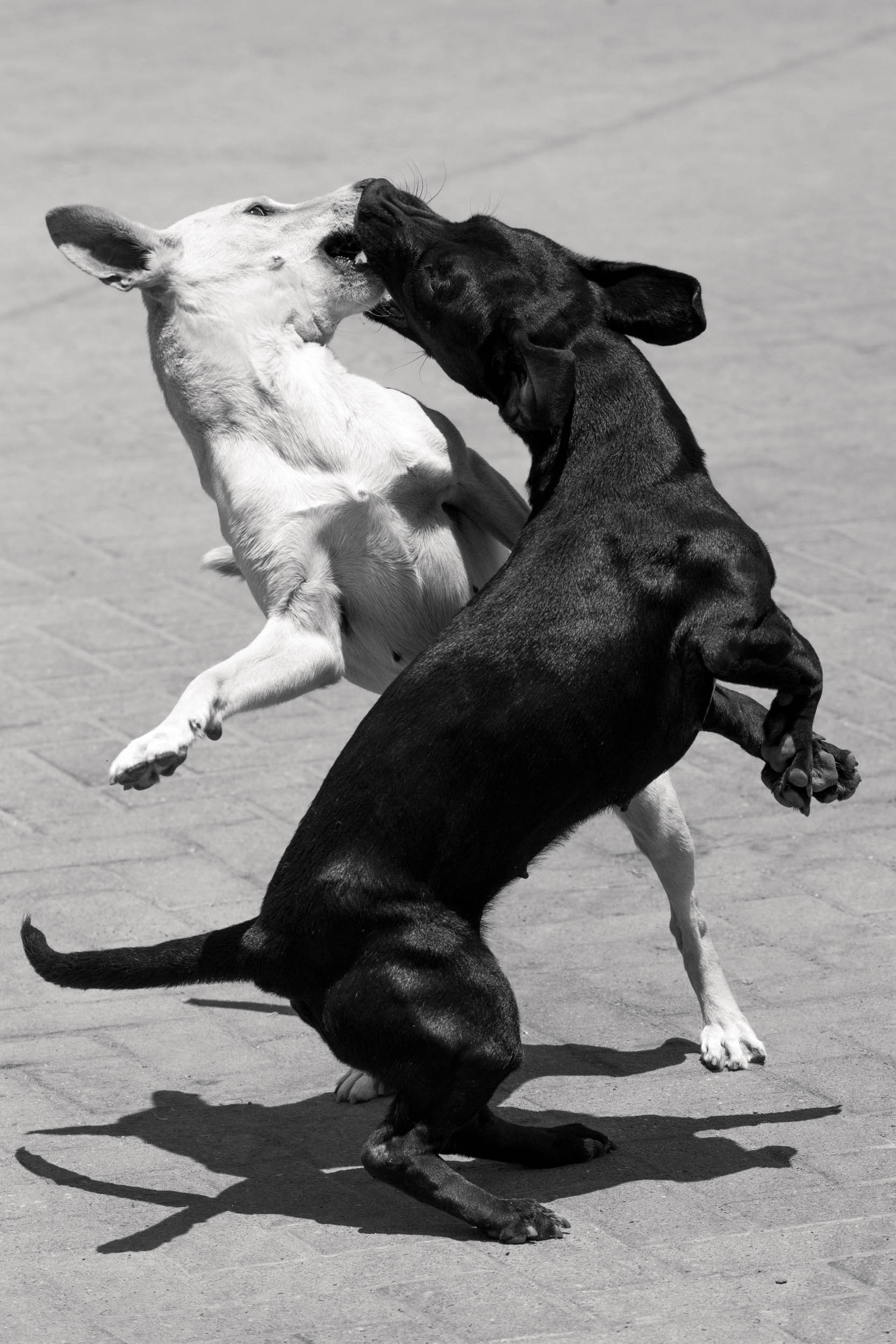 Jörg Brüggemann – El derecho de vivir en paz No.5, 2018, Archival pigment print, 60 x 40 cm, Overall-Edition of 8 + 2AP