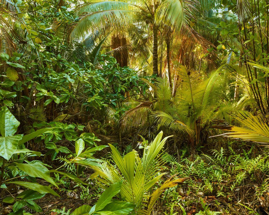 Ahe II, 2024, Inkjet pigment print, 180 x 140.5 cm, Edition of 3 + 1AP