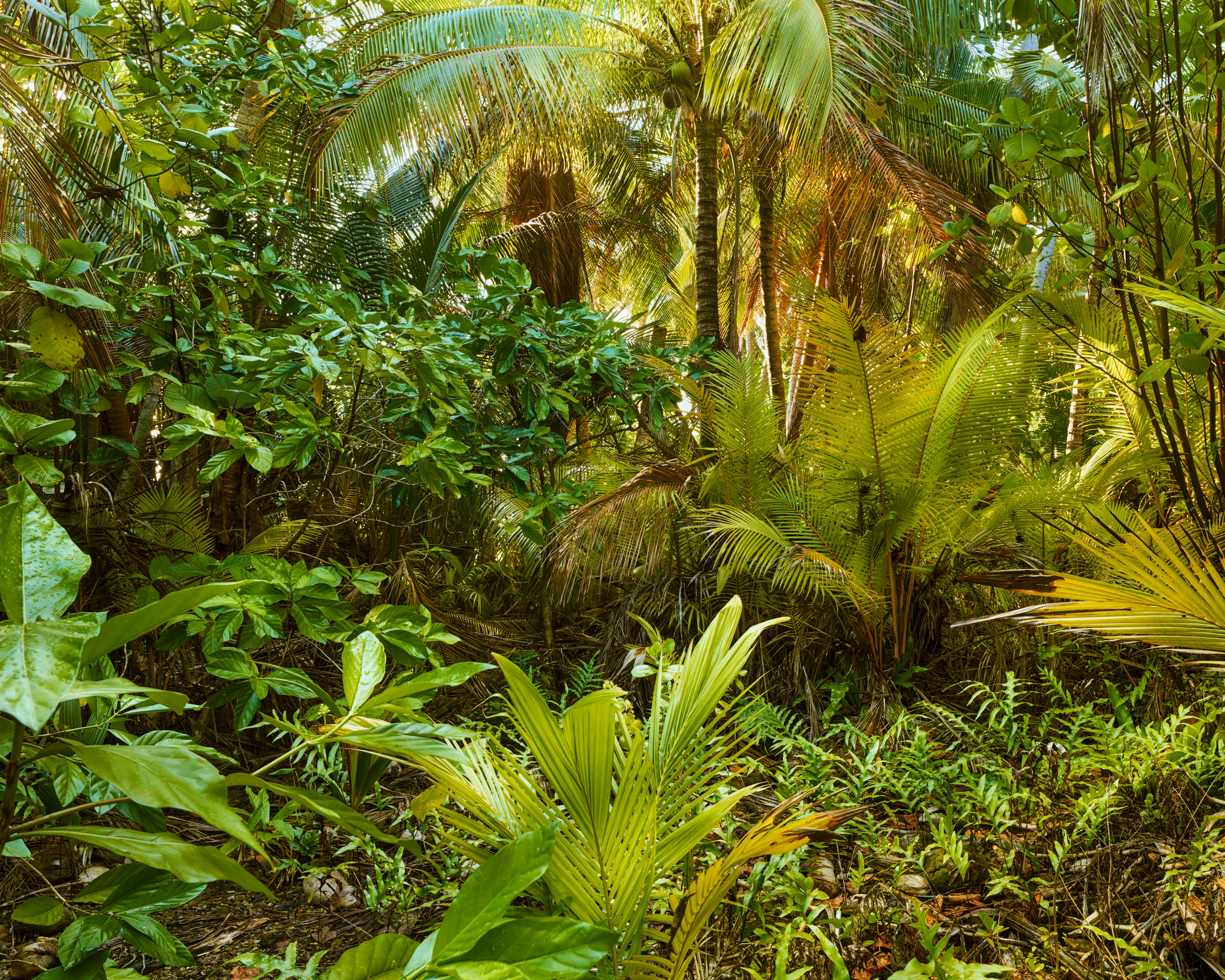Ahe II, 2024, Inkjet pigment print, 180 x 140.5 cm, Edition of 3 + 1AP