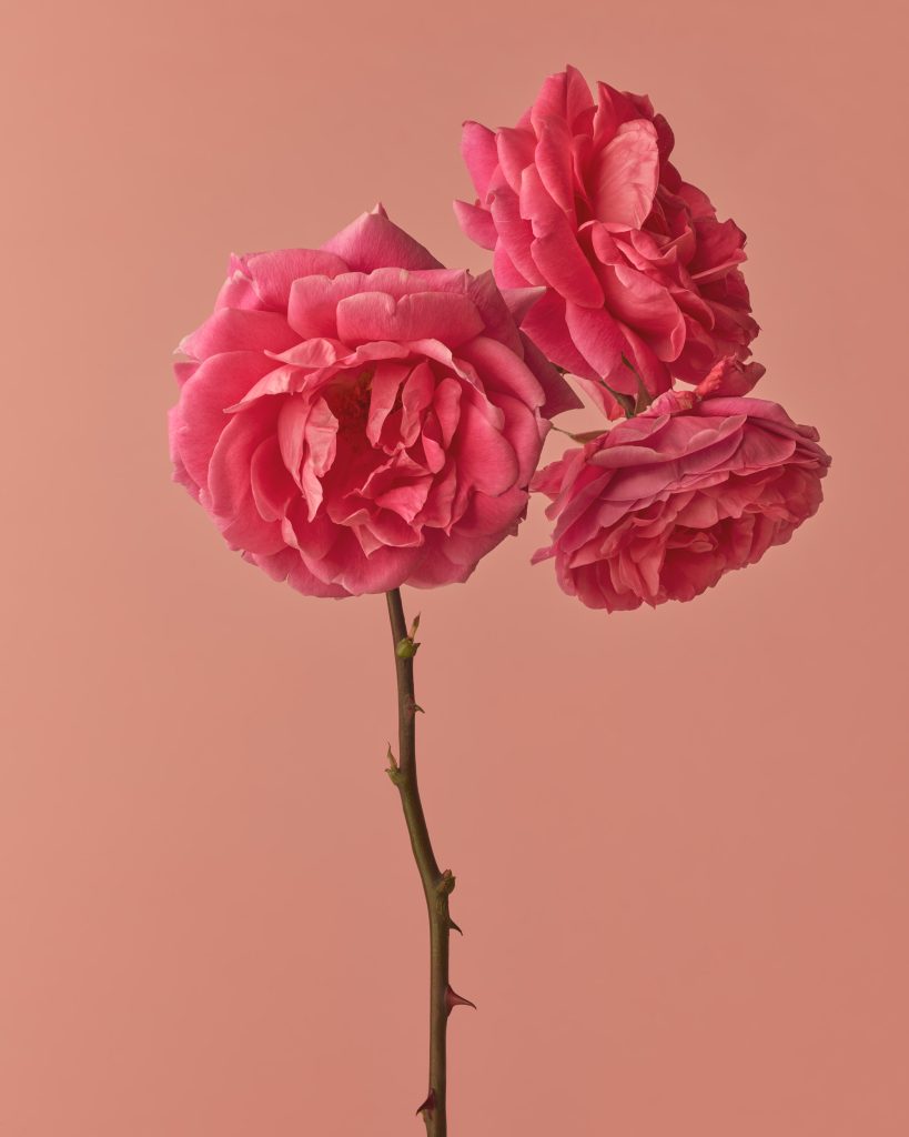 Rosa Alexander Mackenzie, 2024, Inkjet pigment print, 50 x 40 cm, Edition of 3 + 1AP