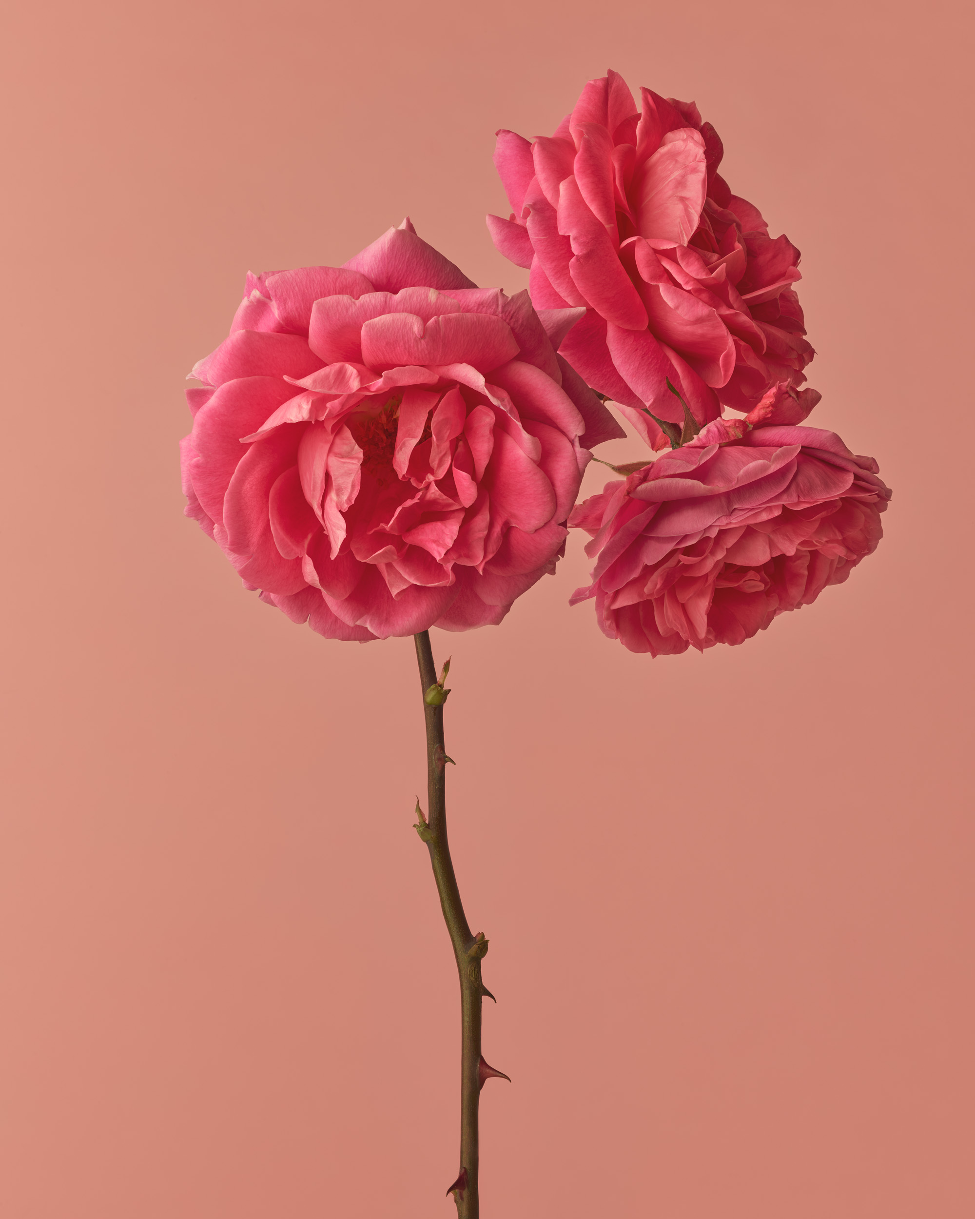 Rosa Alexander Mackenzie, 2024, Inkjet pigment print, 50 x 40 cm, Edition of 3 + 1AP